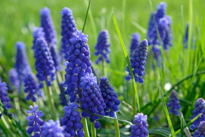 Muscari armeniacum