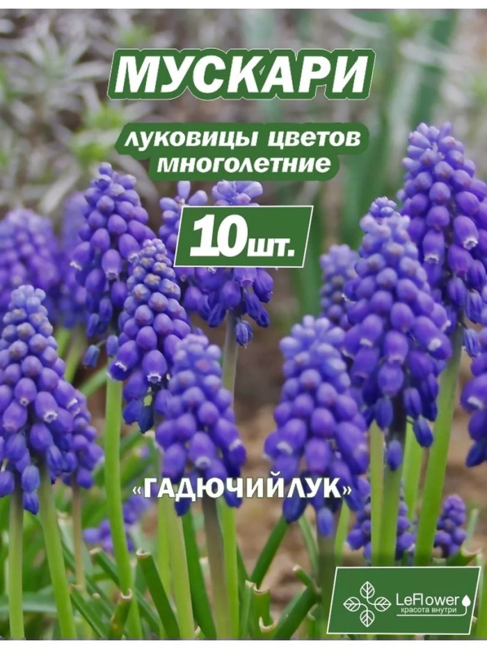 Мускари луковицы