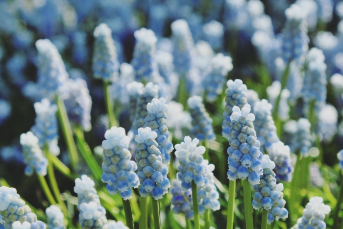 Мускари пепперминт