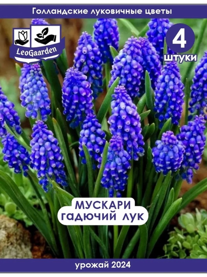 Мускари неглектум 10шт