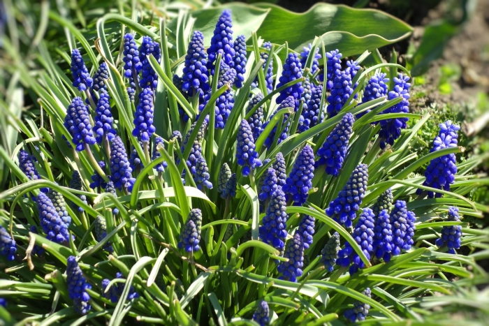 Мышиный гиацинт мускари