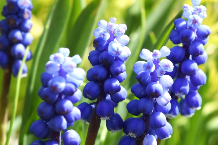 Мышиный гиацинт мускари