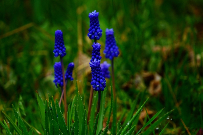 Мускари мышиный гиацинт гадючий лук
