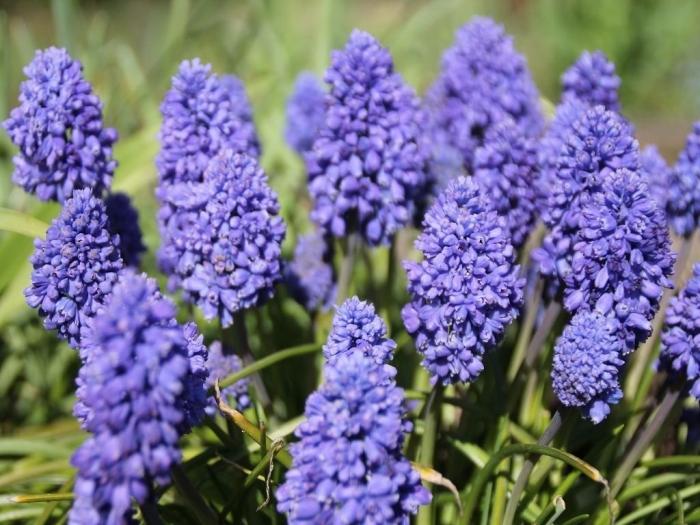 Мускари арменикум