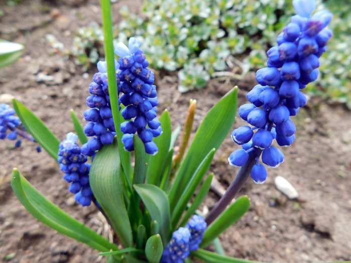 Мускари голубой