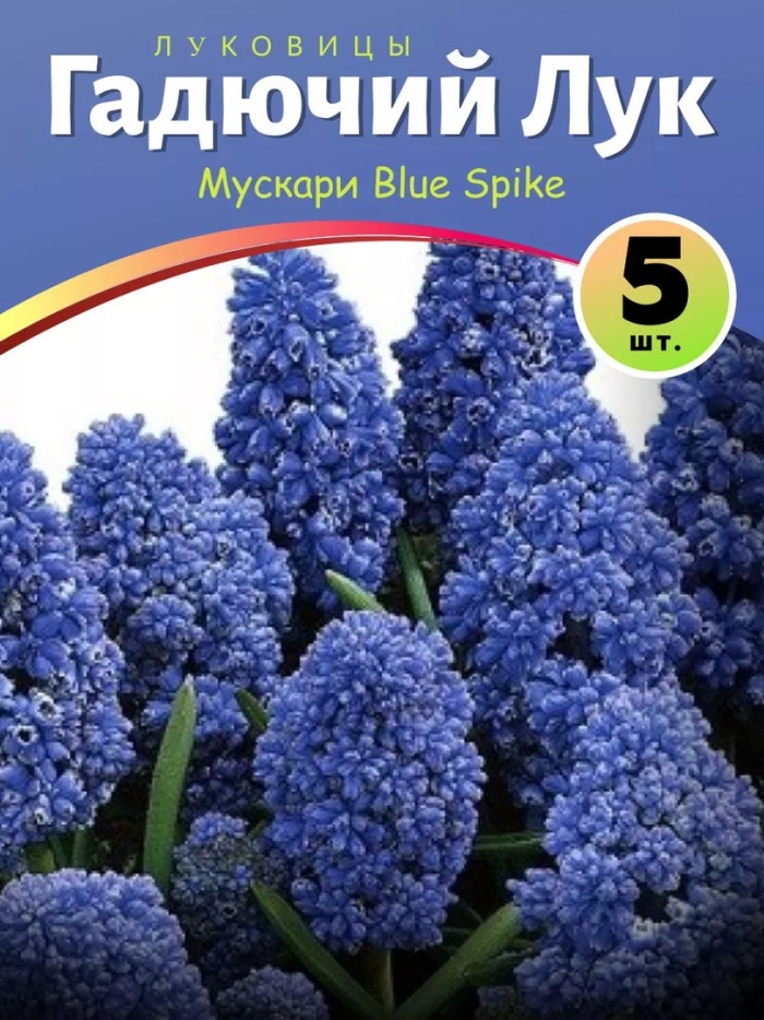 Мускари блю спайк
