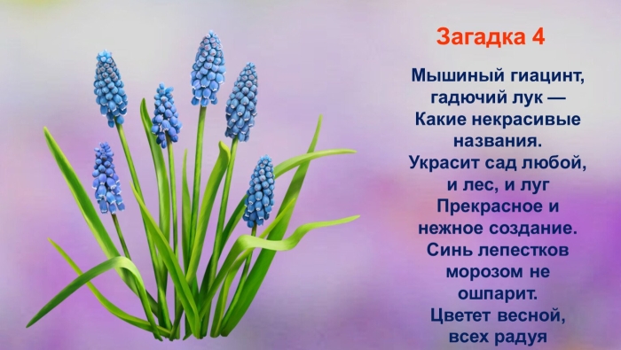 Мускари мышиный гиацинт гадючий лук