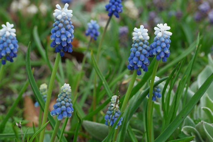 Мускари маунтейн леди