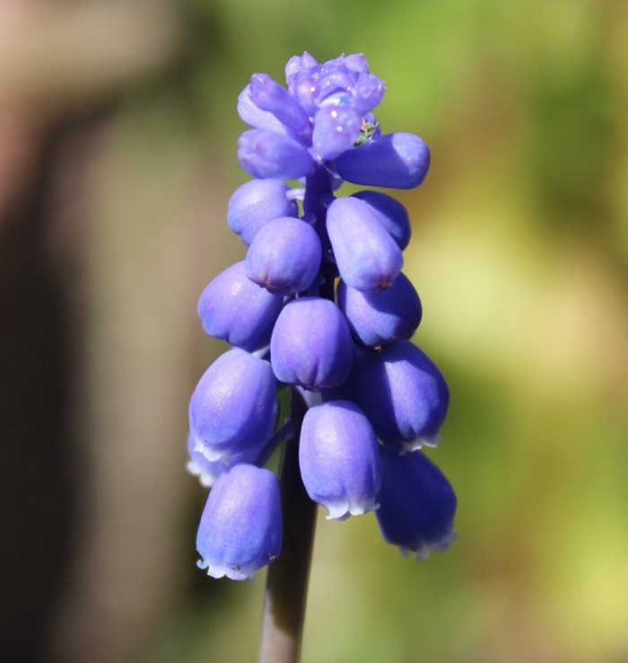 Мышиный гиацинт мускари