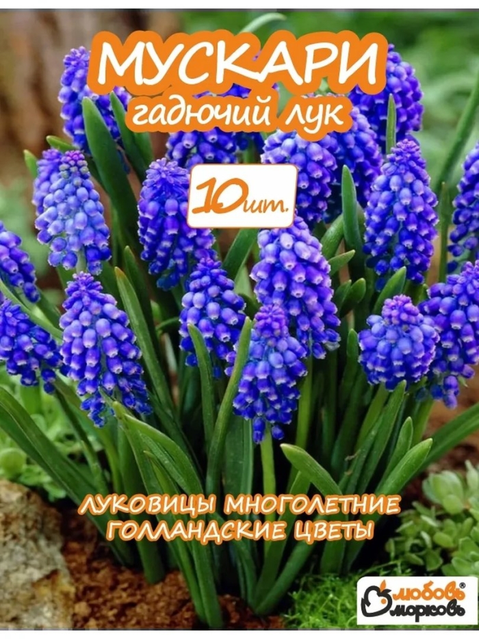 Гиацинт мышиный