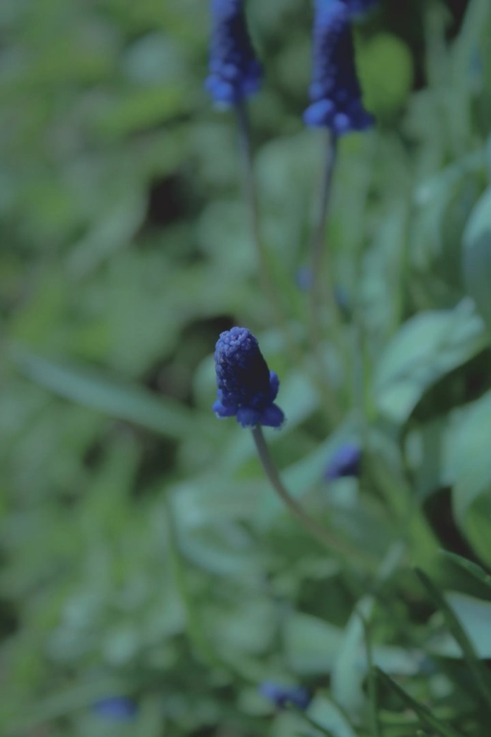 Мышиный гиацинт гроздевидный