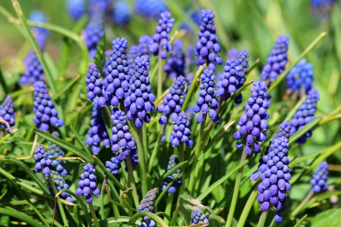 Мускари армянский