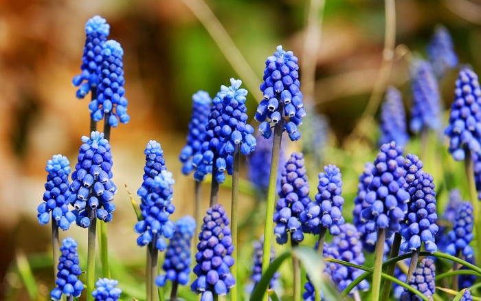 Muscari botryoides