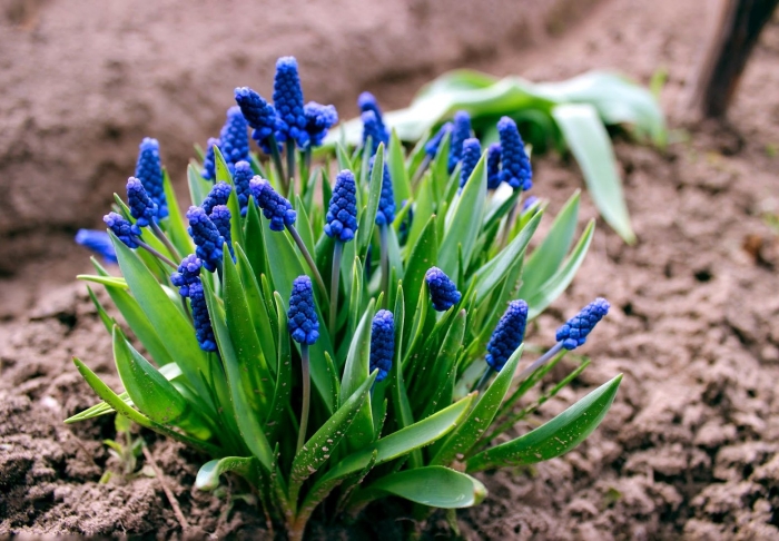 Мышиный гиацинт мускари