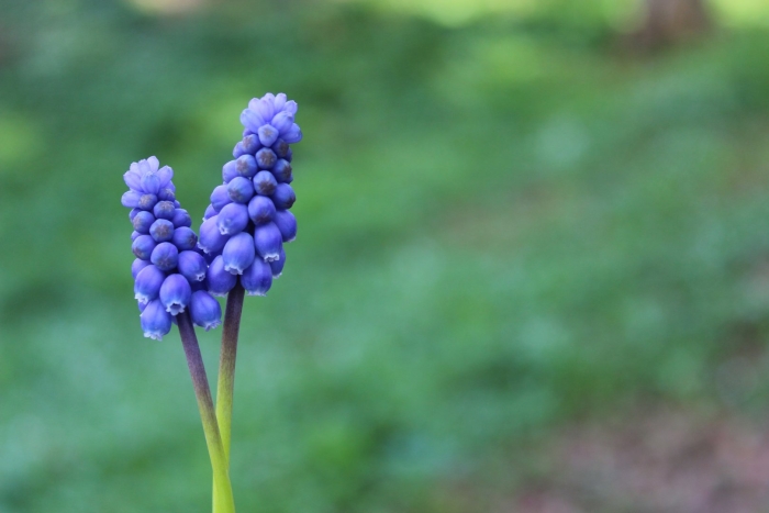 Мышиный гиацинт мускари