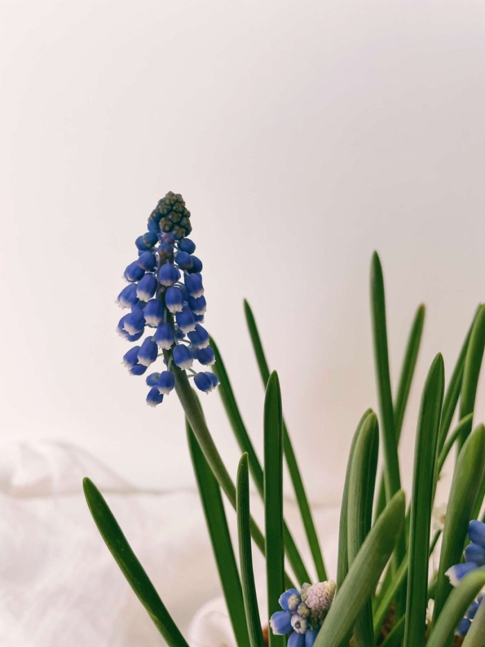 Мышиный гиацинт мускари