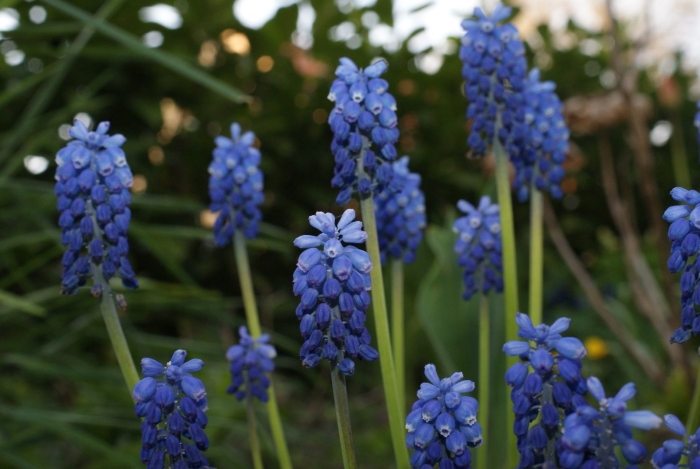Мускари длинноцветковый