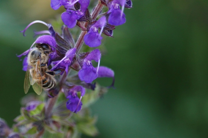 Salvia mellifera