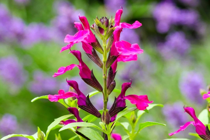 Шалфей сверкающий