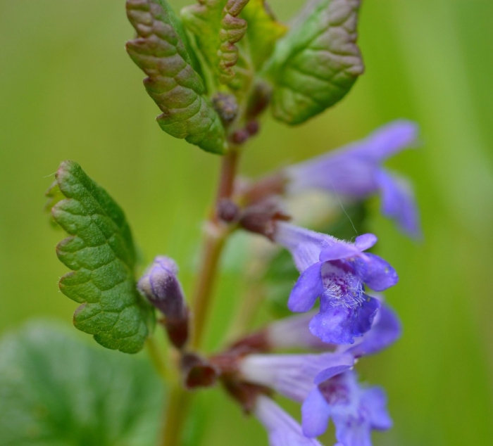 Glechoma hederacea