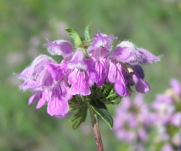 Phlomis tuberosa