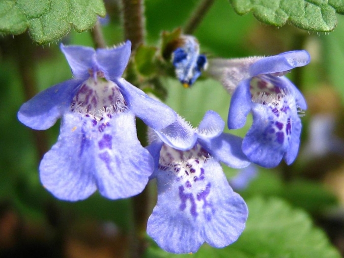 Glechoma hederacea