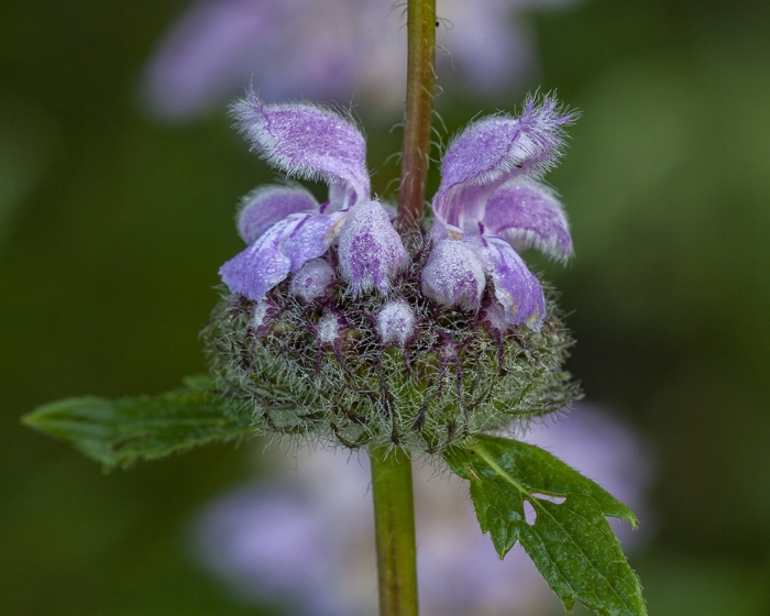 Зопник клубненосный (phlomis tuberosa)