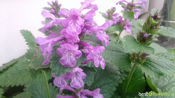 Буквица чистец лекарственный