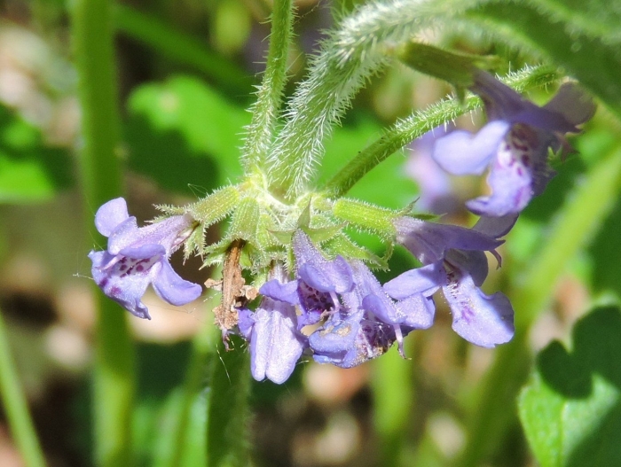 Плод губоцветных