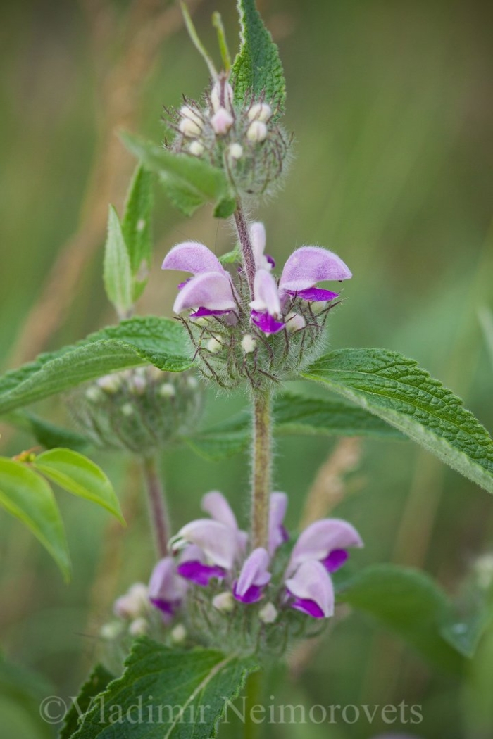 Зопник колючий