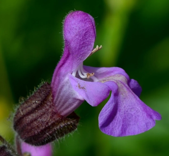 Salvia officinalis  sage