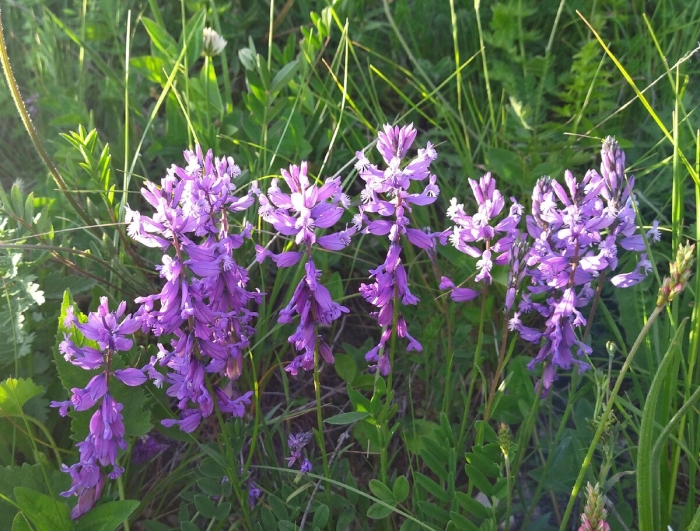 Вика мышиный горошек