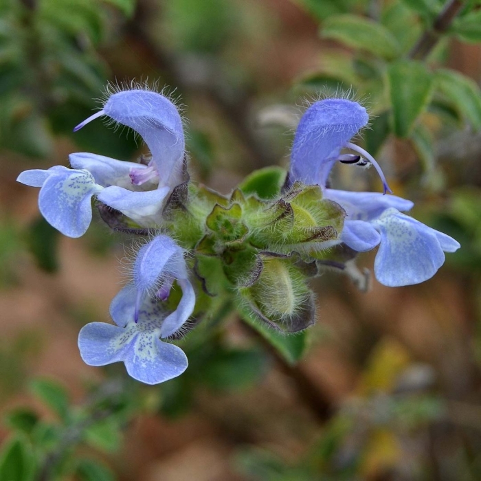 Salvia africana caerulea