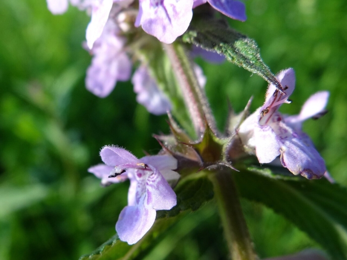 Чистец полевой