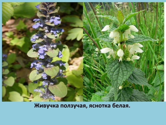 Яснотка белая