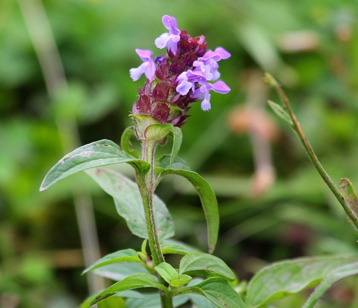 Черноголовка обыкновенная
