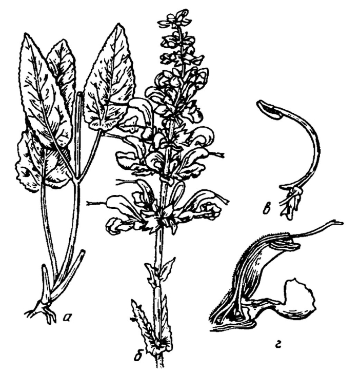 Семейство норичниковые представители