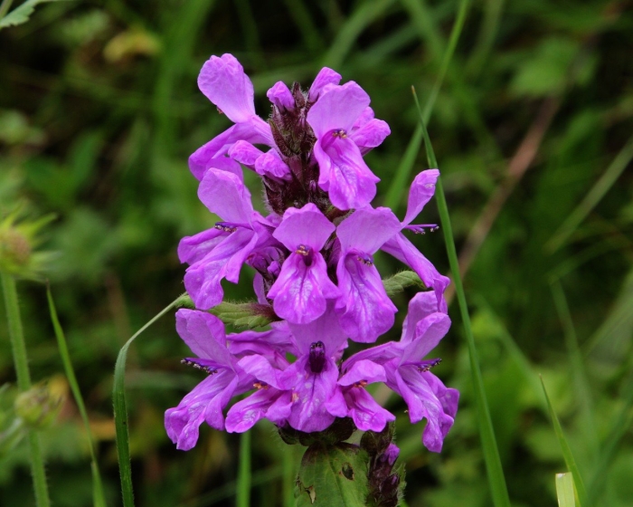 Чистец болотный