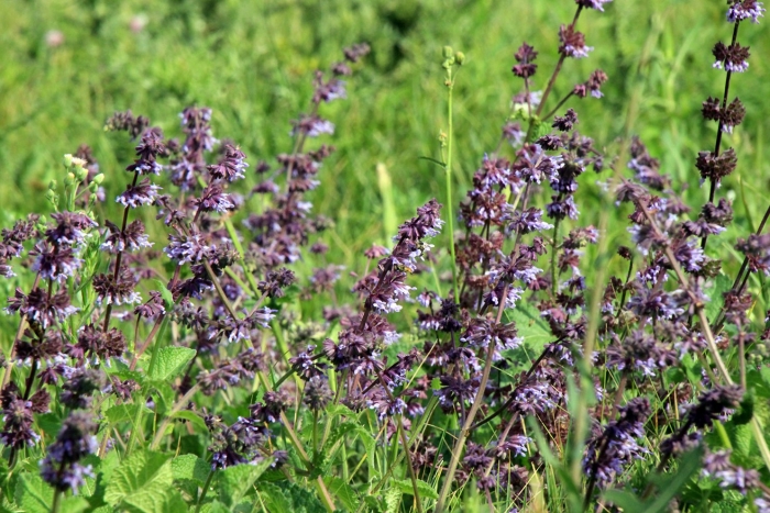 Шалфей мутовчатый