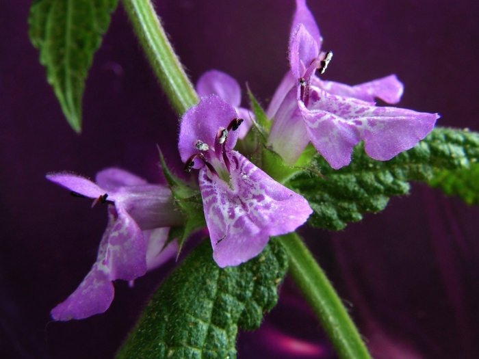 Stachys palustris