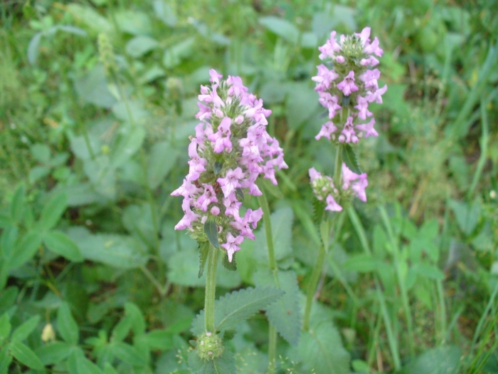 Буквица лекарственная растение