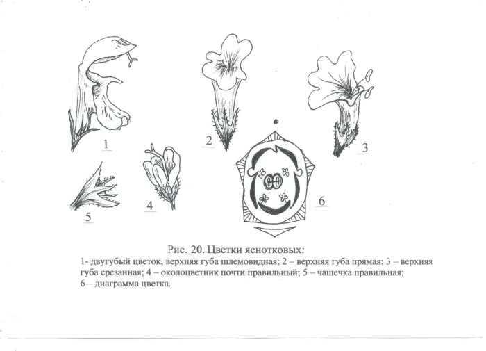 Семейство губоцветные диаграмма цветка