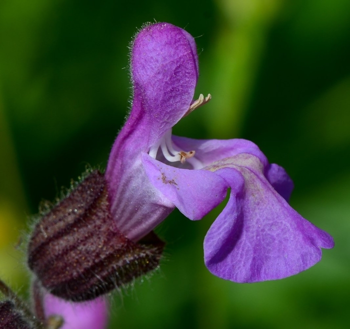 Salvia officinalis l.