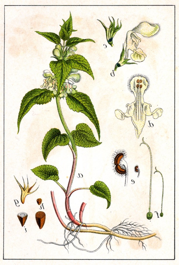 Крапива двудомная яснотка белая