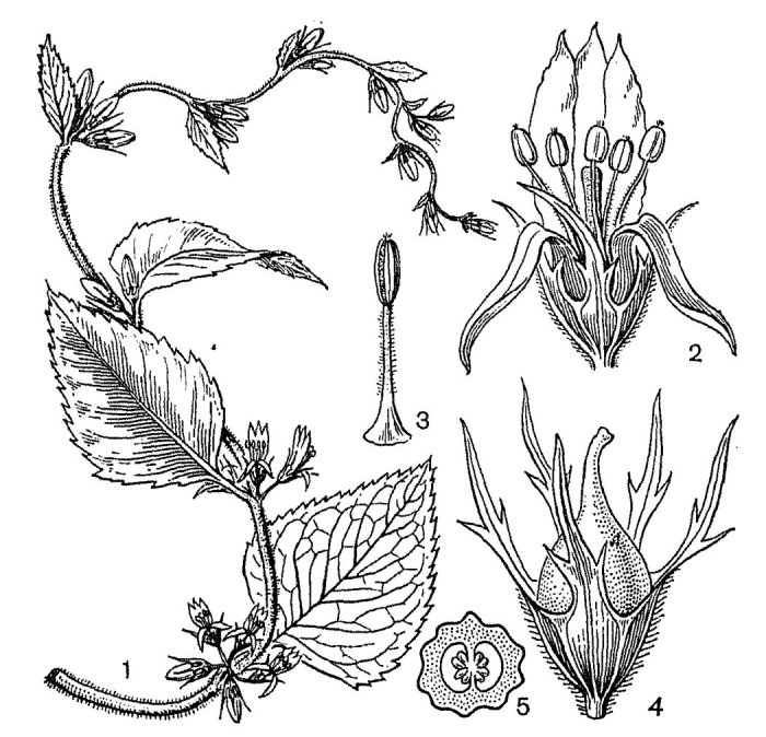 Семейство губоцветные плод