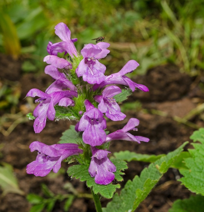 Буквица лекарственная betonica officinalis