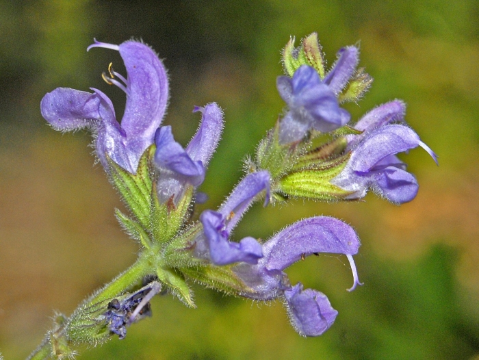 Salvia pratensis  rose rhapsody