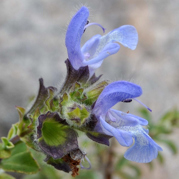 Salvia margaritae