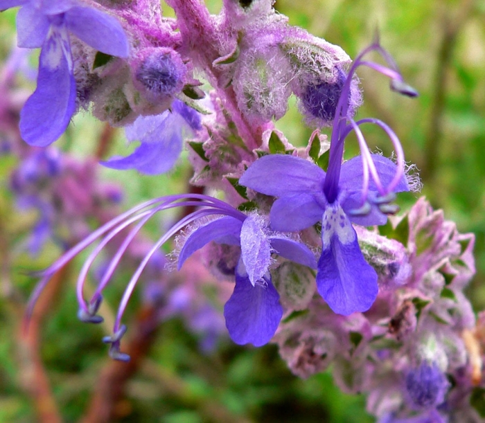 Trichostema lanatum