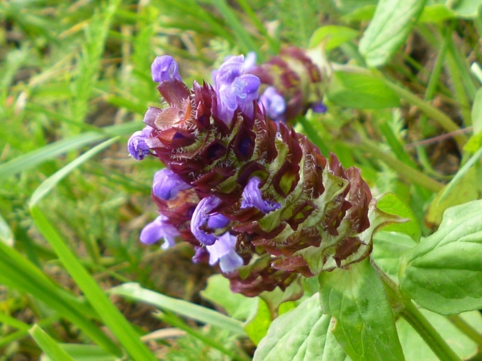 Черноголовка горлянка